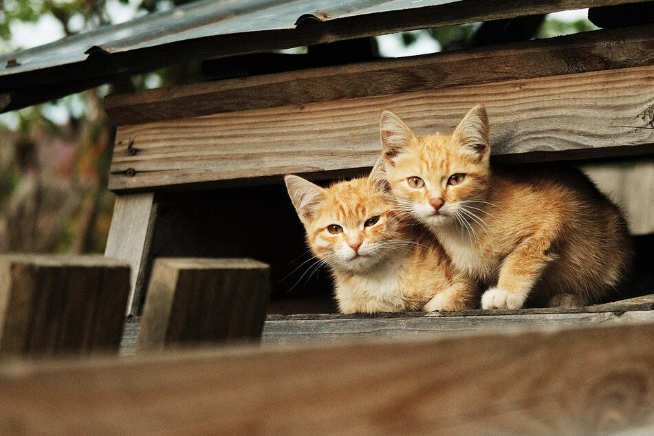 "Are these cats?" Reddit user's partner thinks he's lost it