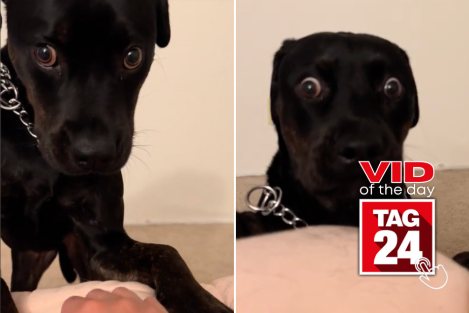 Viral Video of the Day for August 11, 2024: Rottweiler left in complete shock by one simple command!