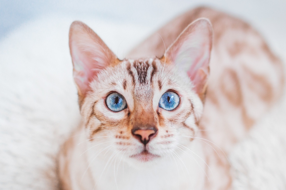 Among Snow Bengals there are only cats with blue eyes.