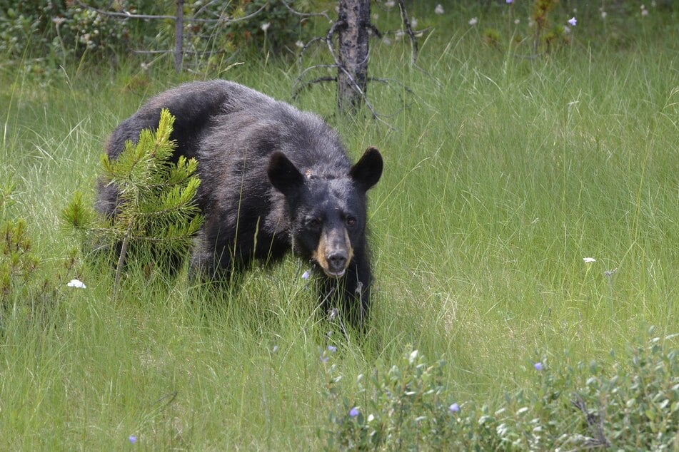 A black bear attacked a child playing in his grandparents' backyard in Connecticut on Sunday (stock image).