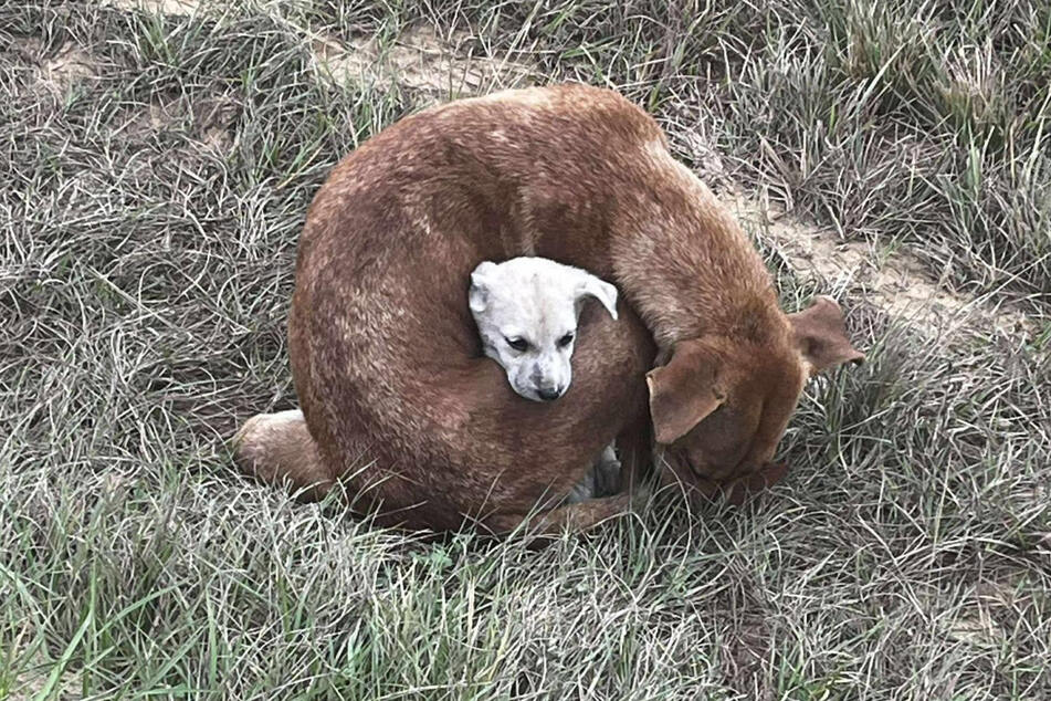 In the freezing cold, this stray dog tried to warm her puppy.