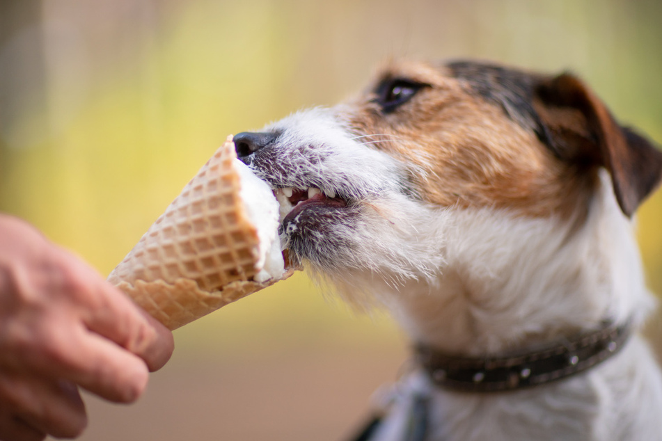 Bon Appétit! Man's best friend may now enjoy Ben & Jerry's dog treats (stock image).