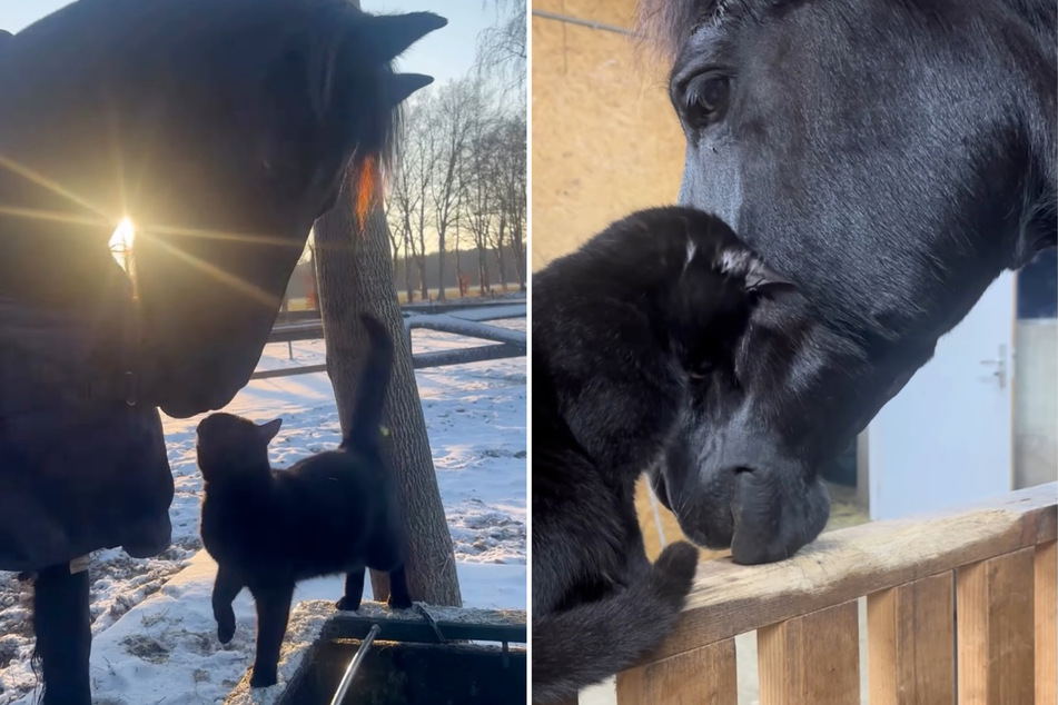 In several videos from owner Elvira, the cat and the horse prove they have an adorable bond.