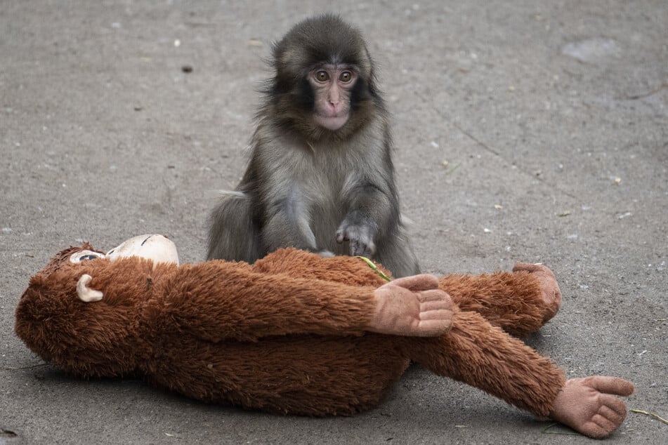 Punch sits with a stuffed orangutan toy at Ichikawa City Zoo and Botanical Gardens.