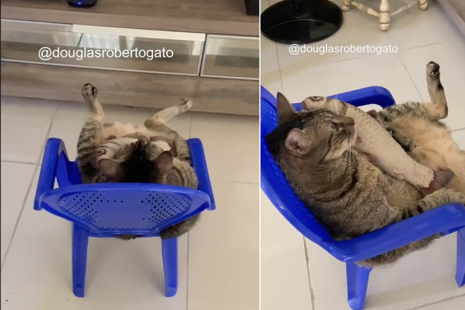 A TikTok user sent millions of viewers into raptures with this cute video of a sweet little cat watching a Disney movie with a plush pal.