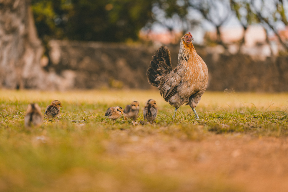 Peanut had many children, grandchildren, and even great-grandchildren in her long life.