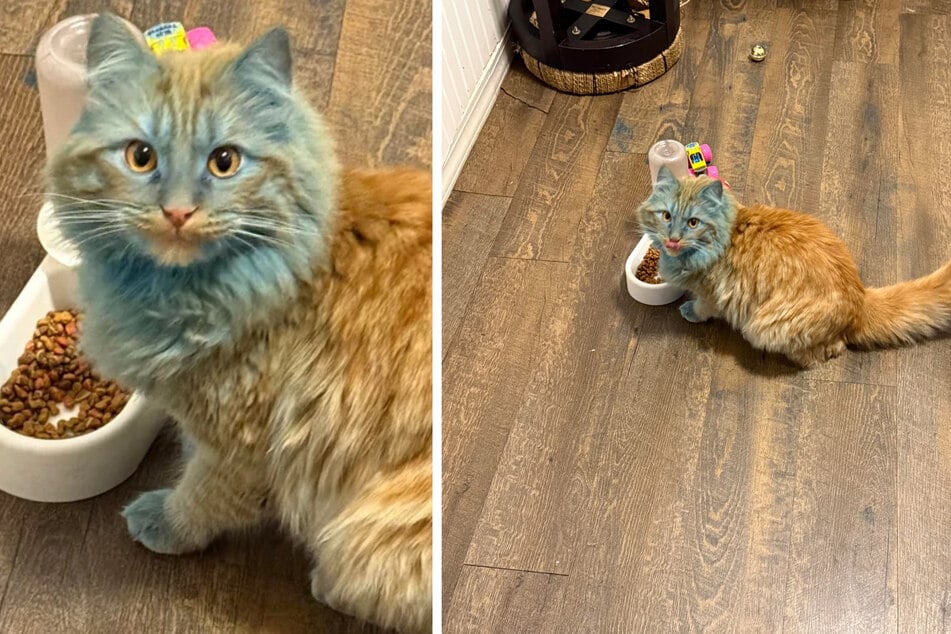 This orange kitty looked a little different after his human sibling got into some chalk paint...