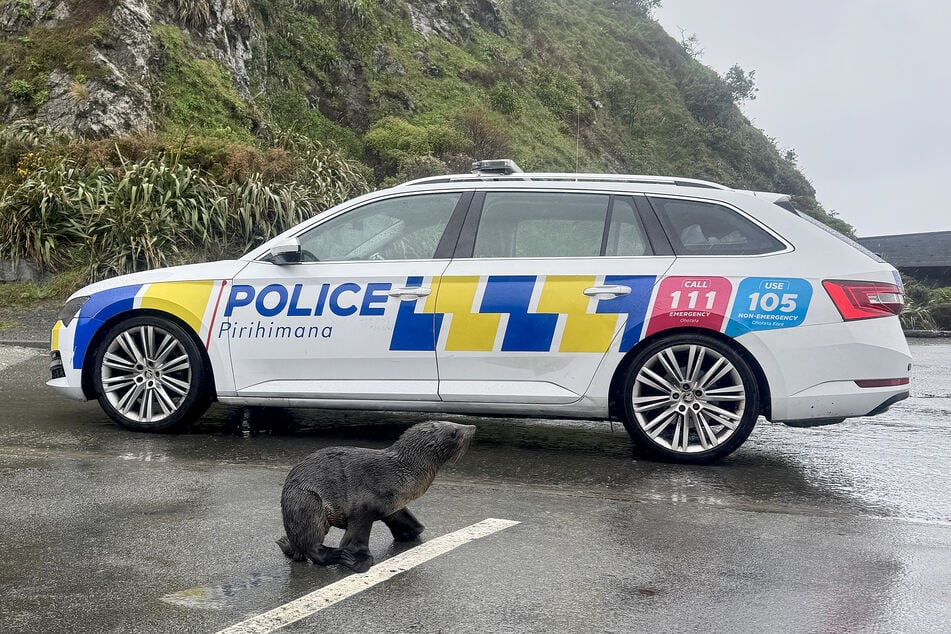Police in Wellington, New Zealand got an unusual call on Sunday: a baby seal needed help crossing the street. 