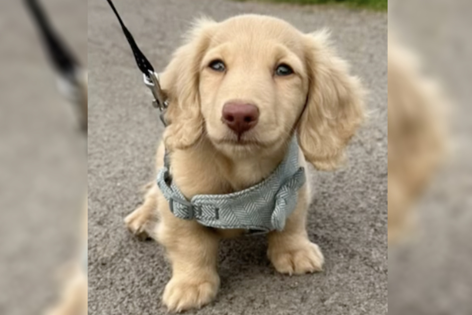 This couple could hardly believe their luck when they finally got their dream dog, the long-haired dwarf Dachshund Murphy – but then the unthinkable happened.