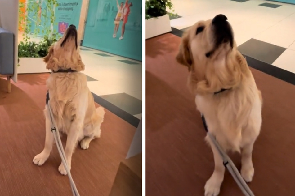 Dog has existential crisis while looking up at mirrored ceiling