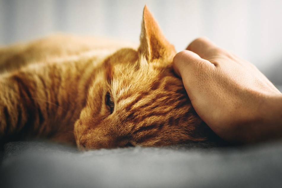 Physical or psychological issues could stop a cat from purring.