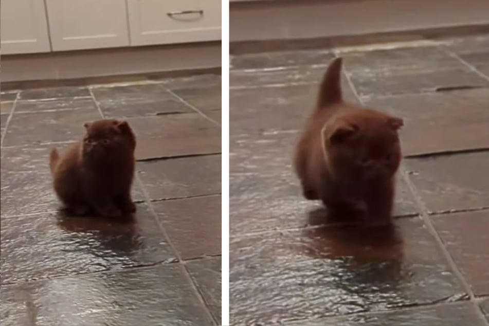 Kitten born with rare disorder learns to walk in heartmelting video: "He proved them wrong"