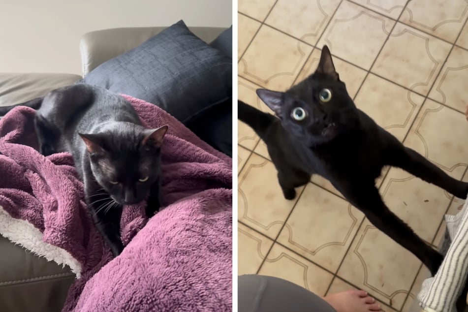 Super clingy cat has Instagram in tears: "I wanted a cat. I got a follower."