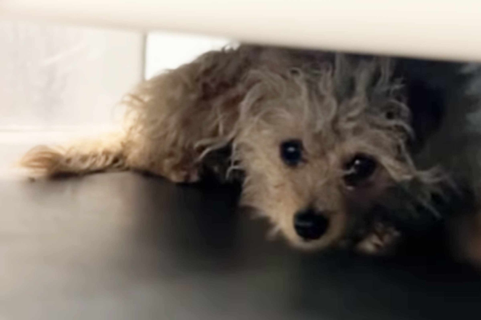 Dog found wandering intersection: What her owner tells rescuers has everyone in tears