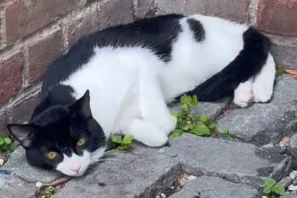 An abandonded cat found a spot that it felt safe and then refused to move.