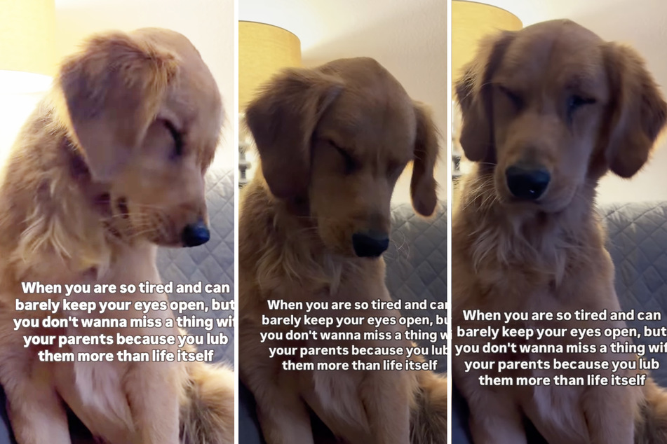 A sleepy puppy dog delights thousands of users on Instagram for his adorable and valiant effort to fight against his own fatigue!