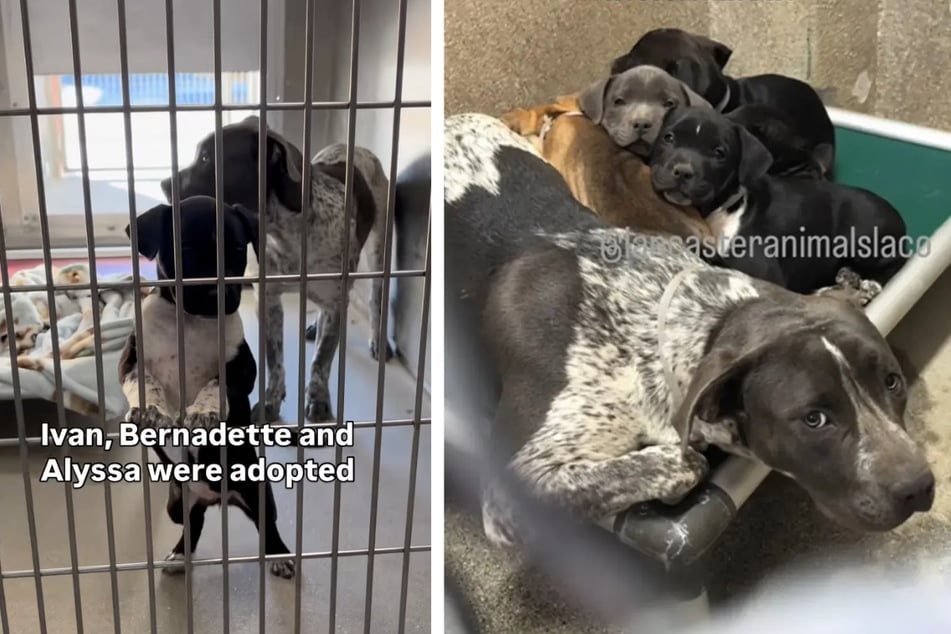 "Selfless" dog protects abandoned puppies – then animal rescuers learn the truth!