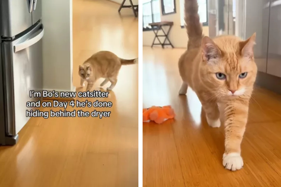 Cat finally comes out of hiding after pet-sitter comes up with clever trick!