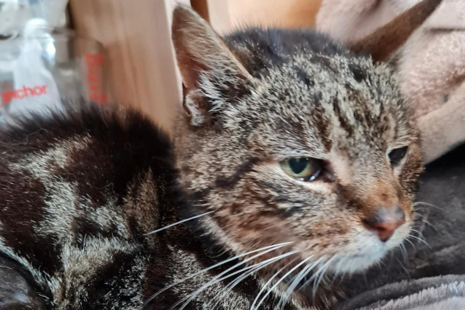 Jasper the cat was rescued at the age of 17.