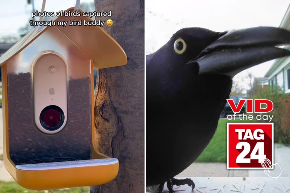 Viral Video of the Day for May 3, 2023: Birdhouse cam takes flight on TikTok