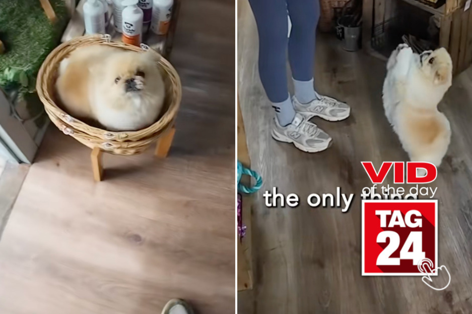 Viral Video of the Day for May 22, 2026: Fluffy dog named Peanut is Employee of the Month – every month!