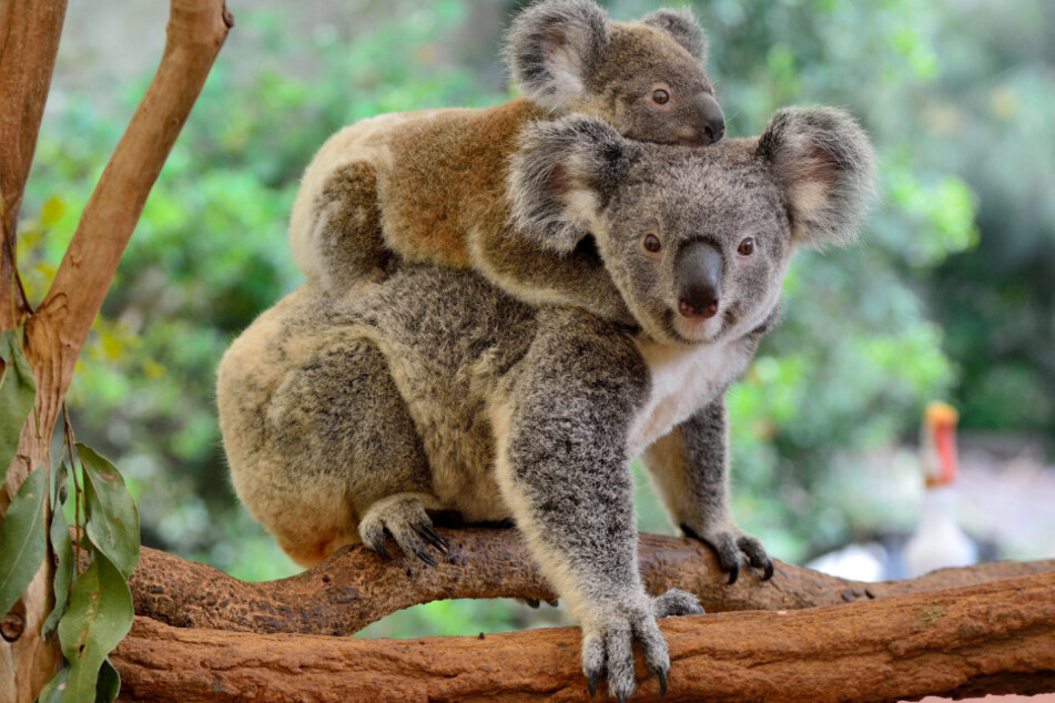 A koala mother and her child in their habitat.