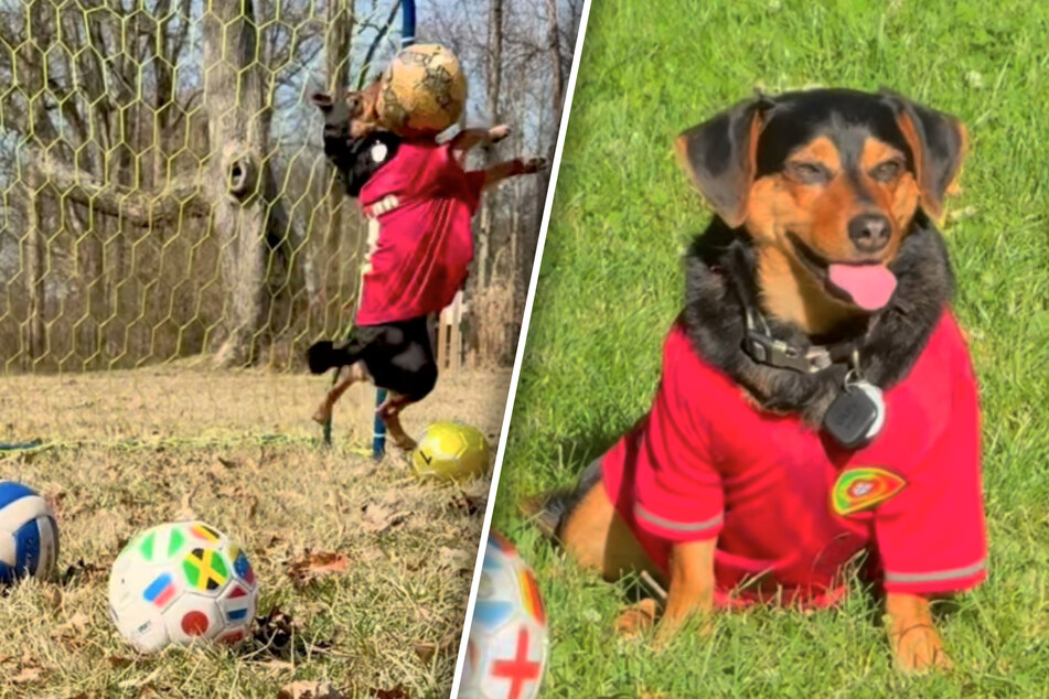 Dog named Ronaldo goes viral with his epic goalkeeping skills!