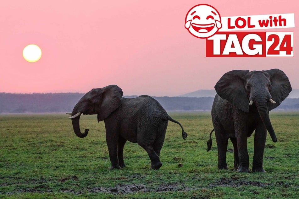Joke of the Day for May 6, 2026: An elephant funny!