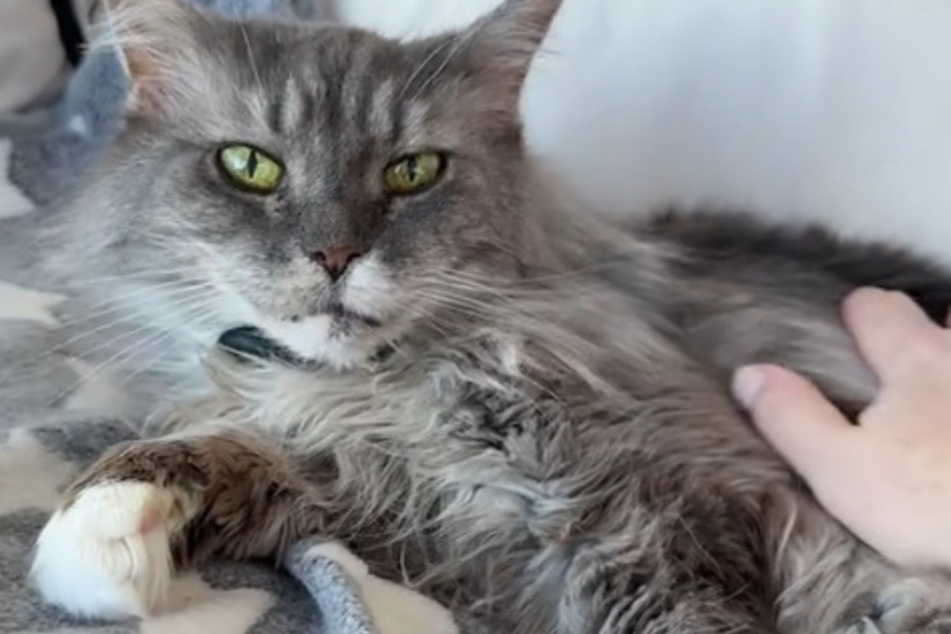 The way this elderly cat greets her owners when they return from vacation achieves new levels of heartwarming!