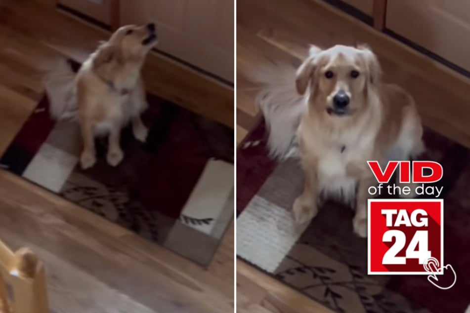 Viral Video of the Day for May 20, 2023: Golden retriever caught acting like a drama queen