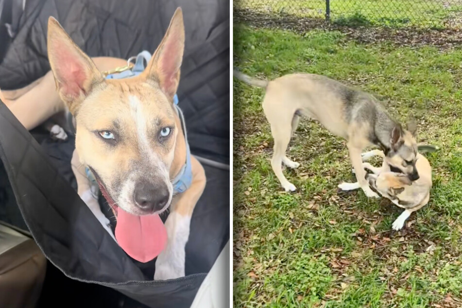 Dog siblings separated after rescue reunited in adorable playdate: "They had an instant connection!"