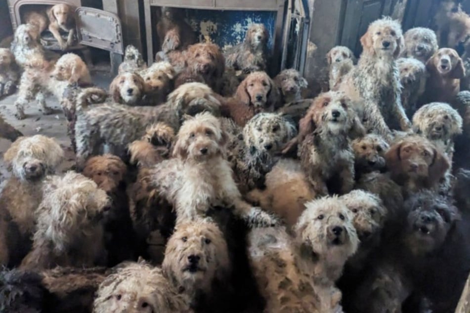 Hundreds of dogs crammed into one room rescued by UK animal welfare organization