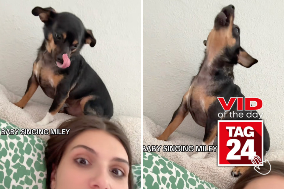 Viral Video of the Day for June 5, 2026: Adorable dog steals the show with Miley Cyrus duet!