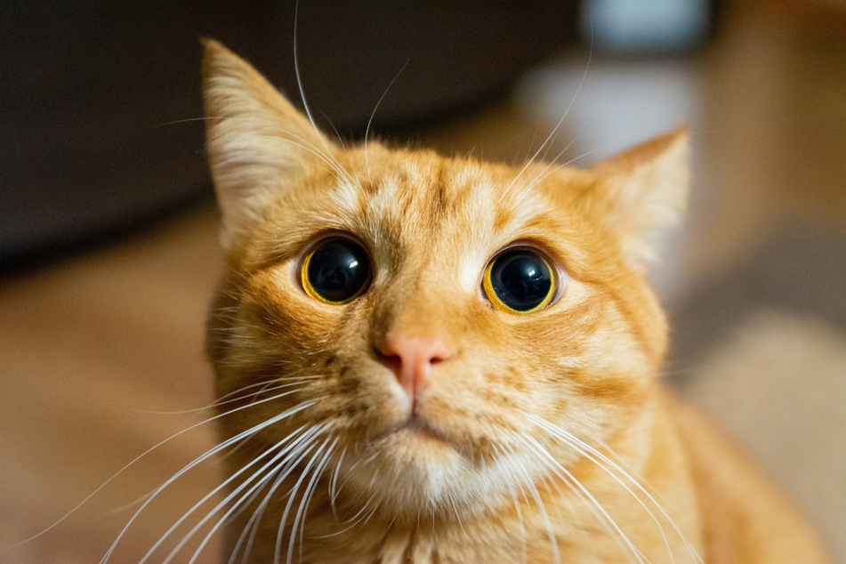 TAG24 explains why a cat may have large pupils.