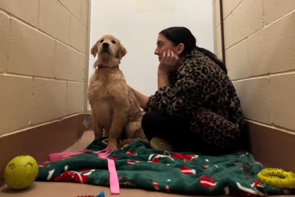 A still image doesn't show what's happening here, but the video shows it all the better: Waffles the dog is shaking like crazy in his kennel at this moment.