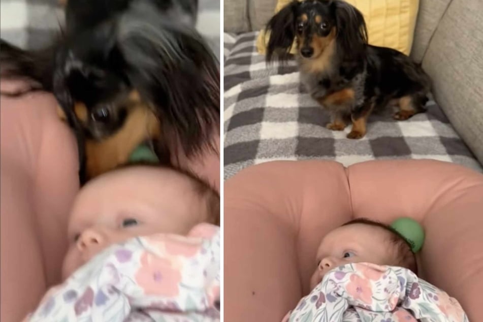 Daphne the sweet Dachshund dog really wants to play with her newborn sister, as a viral video shows – and she won't take no for an answer!