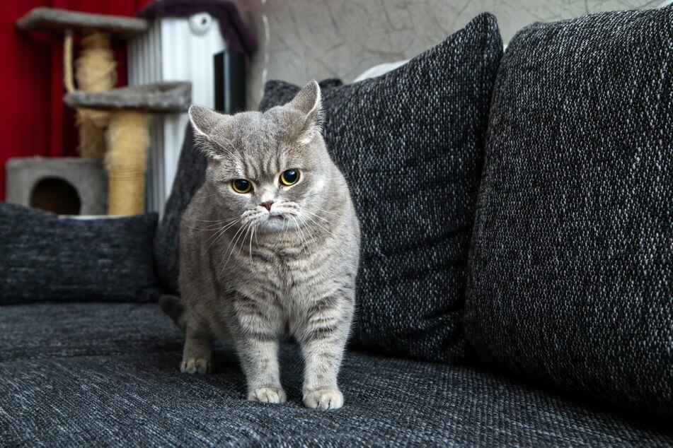 If your cat keeps scratching on things, no matter what you do, it may need better training.