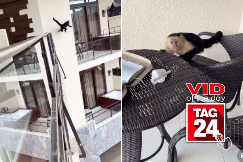 Viral Video of the Day for November 15, 2024: Monkey comes to ruin woman's relaxing hotel day