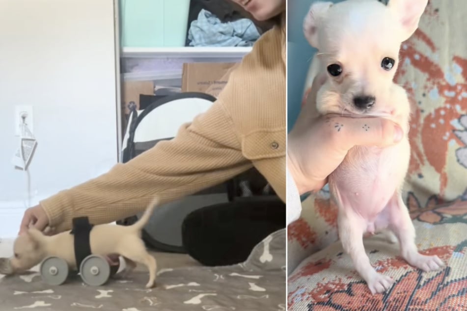 Hannah is currently still looking for a suitable walking aid to enable the dog to get around better, but says that she's doing well in the training process.