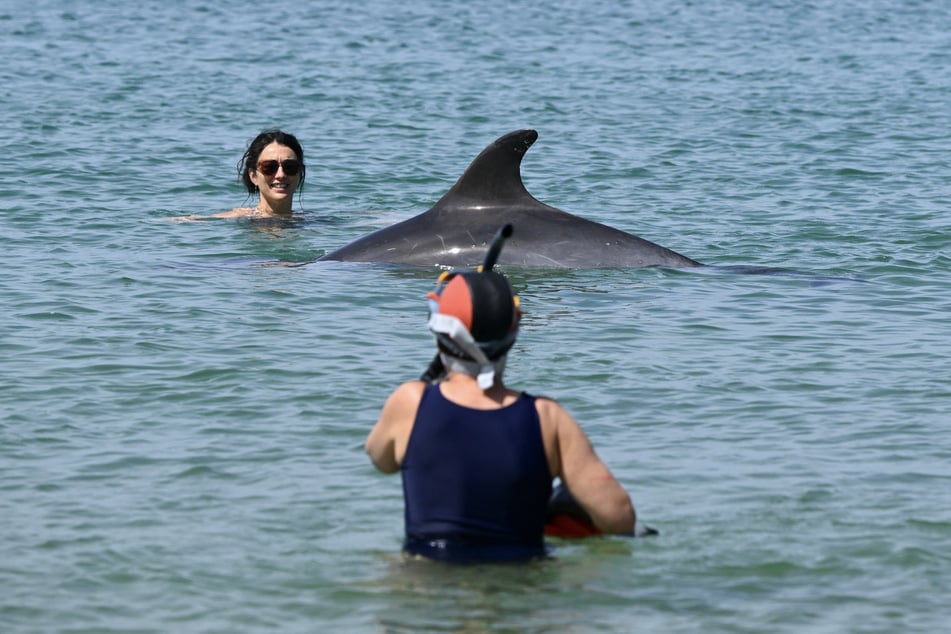 The dolphin has been seeking "social interaction" with humans.