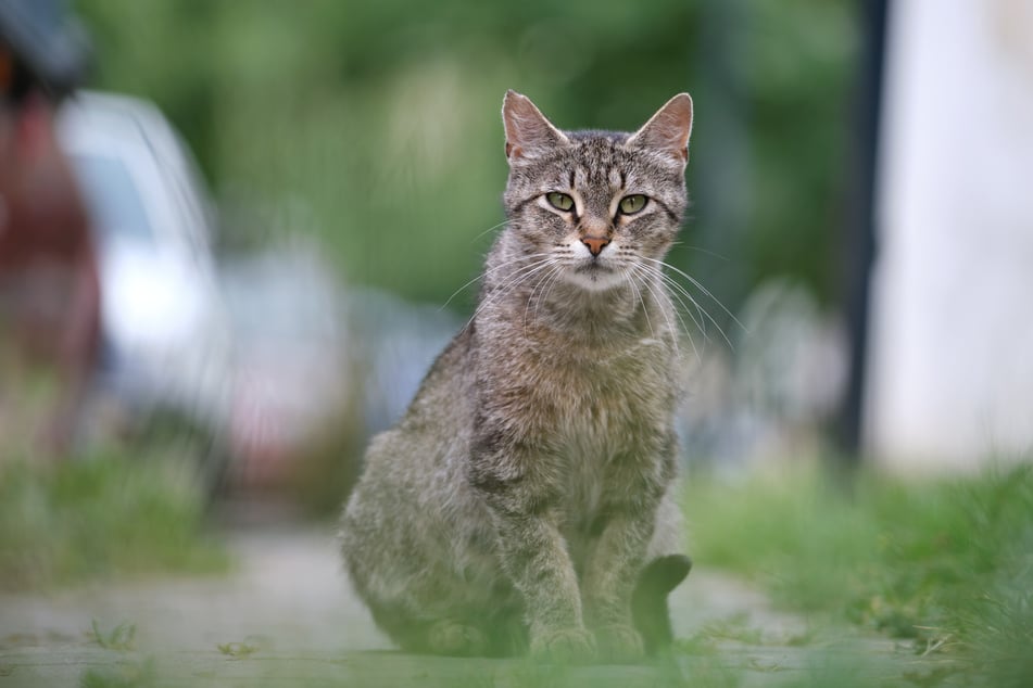 Cats aren't to everyone's tastes, but one particular feline called Room 8 left a mark that truly holds the test of time (stock image).