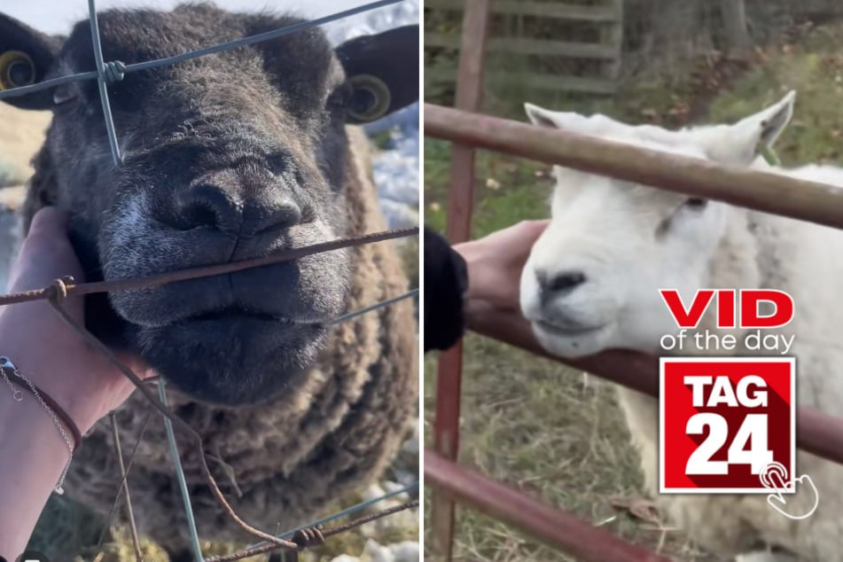 Viral Video of the Day for May 16, 2023: A baa-eautiful friendship between a girl and a sheep