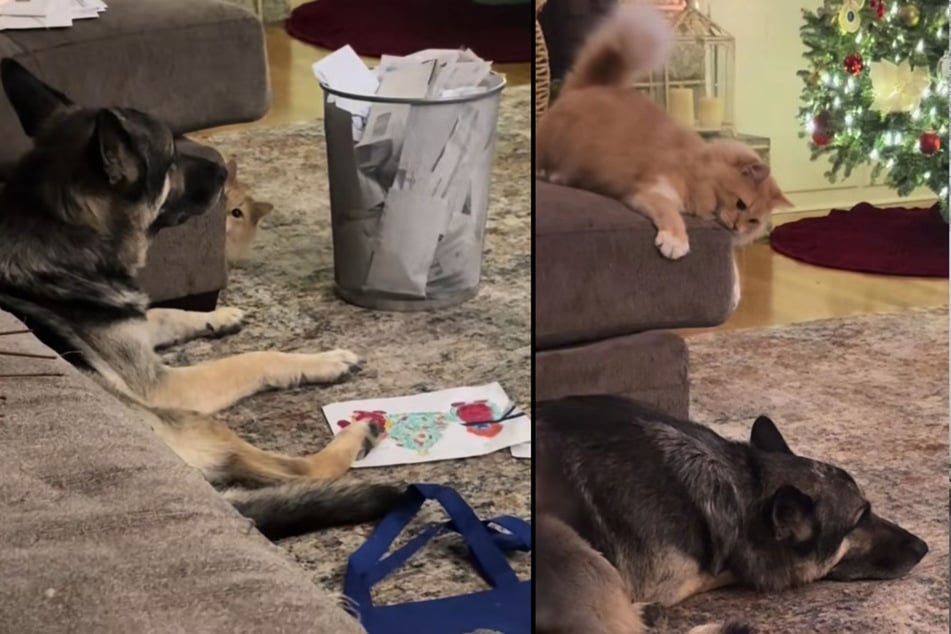 The orange cat couldn't stop teasing his big dog brother.