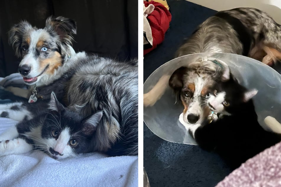 Dog suffering from anxiety finds strength in cat's comfort!