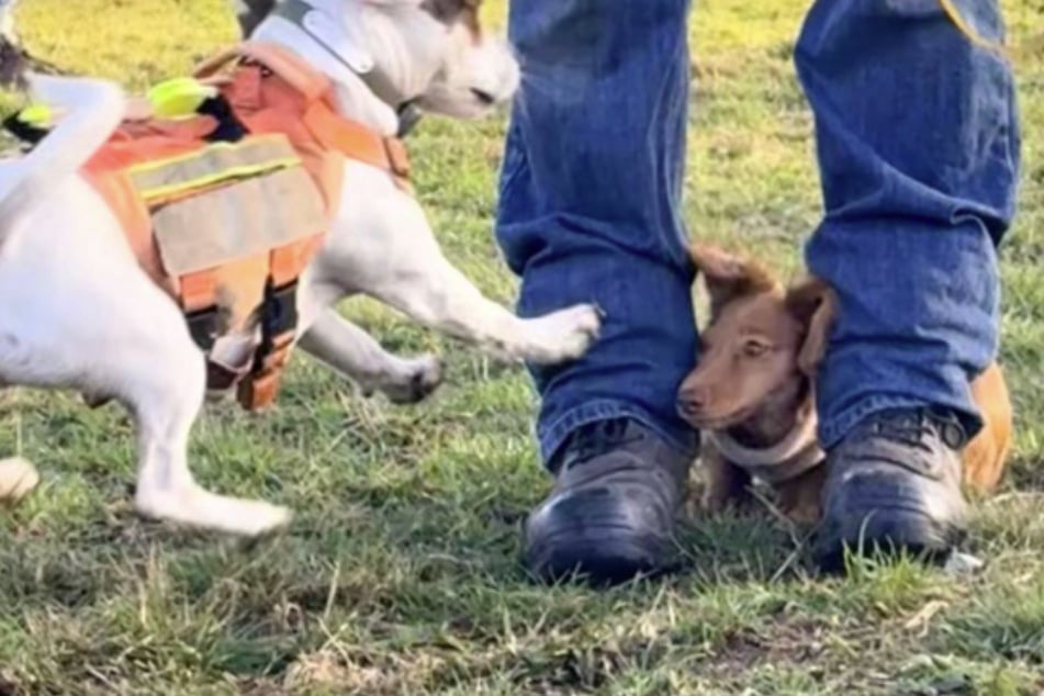 The puppy quickly cowered behind the legs of a strange dog owner.