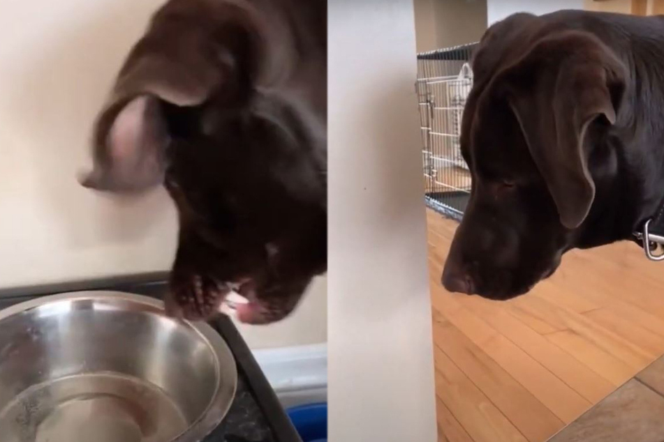 Bentley recoils in disgust and stares at the water in irritation and confusion.