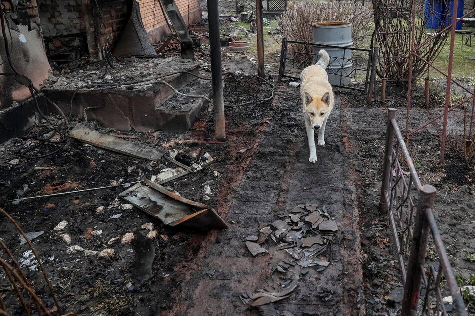 Russian retreat in Ukraine leaves hundreds of dogs dead in its wake