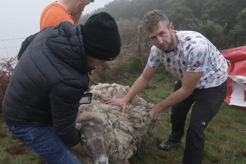 Fiona the sheep was rescued a year ago from a cliff on the Cromarty Firth estuary and brought to a farm, where she finds being a sheep difficult.