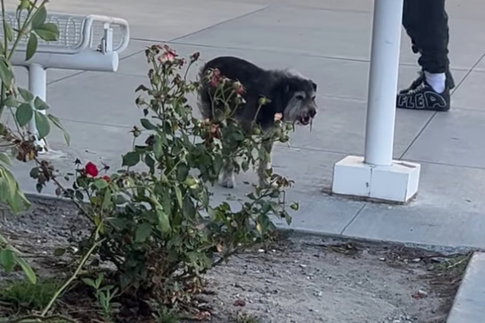 The dog didn't stay on his feet for long and kept collapsing.