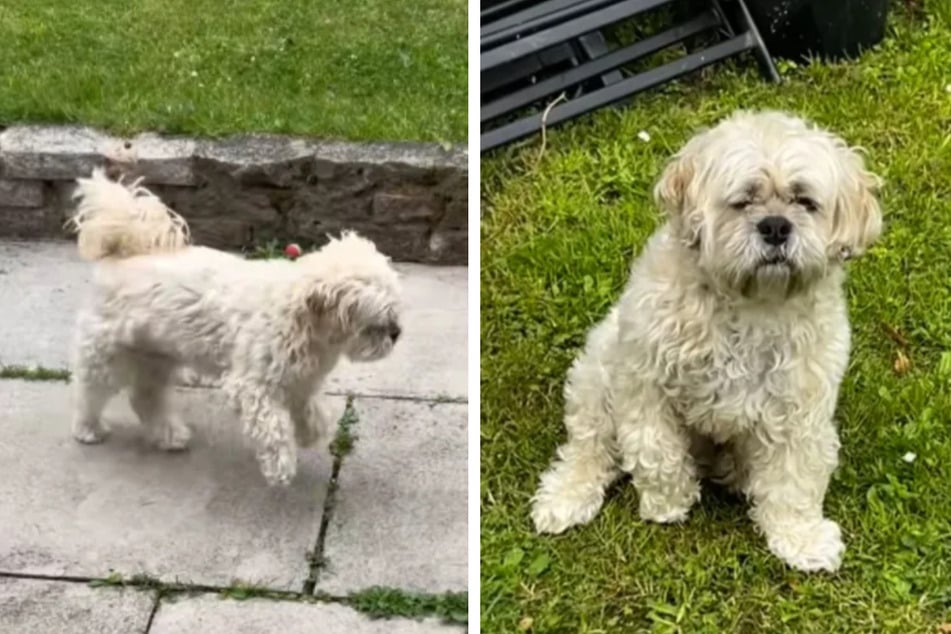 Dog suffers from concerning limp – but a vet visit reveals the shocking truth!